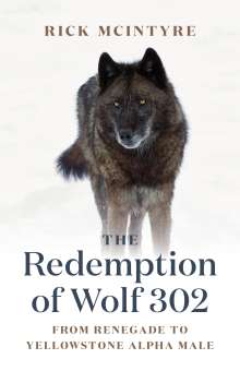 Rick McIntyre: The Redemption of Wolf 302: From Renegade to Yellowstone Alpha Male, Buch