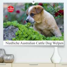 Fotodesign Verena Scholze: Niedliche Australian Cattle Dog Welpen (Premium, hochwertiger DIN A2 Wandkalender 2022, Kunstdruck in Hochglanz), Kalender