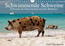 Elisabeth Stanzer: Schwimmende Schweine (Wandkalender 2022 DIN A4 quer), Kalender