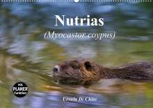 Ursula Di Chito: Nutrias (Myocastor coypus) (Wandkalender 2022 DIN A2 quer), Kalender