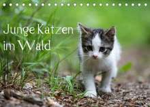 Dorothea Oldani: Junge Katzen im Wald (Tischkalender 2022 DIN A5 quer), Kalender