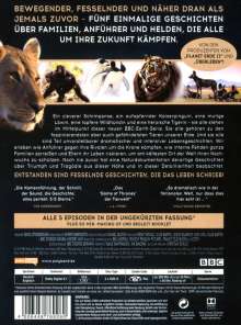 Wilde Dynastien - Die Clans der Tiere, 2 DVDs