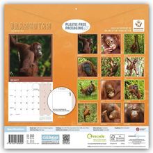 „ORANGUTAN CALENDAR 2024“, „PLASTIC-FREE PACKAGING“. Orang-Utan-Bilder für jeden Monat des Jahres. Unterstützung einer Stiftung.