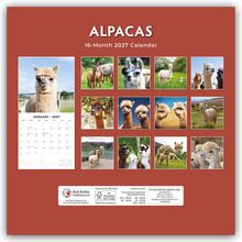 ALPACAS 16-Month 2027 Calendar. Fotos von Alpakas in Natur und Nahaufnahmen. Ein Januar-2027-Kalenderblatt links.
