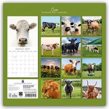 "Cows 16-Month 2027 Calendar", zwölf Kuhbilder, August 2027 als Kalendermonat. Grün umrandeter Hintergrund.