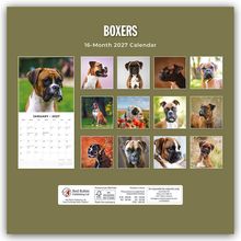 Boxers. 16-Month 2027 Calendar. Verschiedene Nahaufnahmen von Boxerhunden und ein Kalenderblatt für Januar 2027.