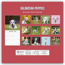 "DALMATIAN PUPPIES 16-Month 2027 Calendar." Zwölf Bilder von Dalmatinerwelpen, darunter eins, das den Januar zeigt.