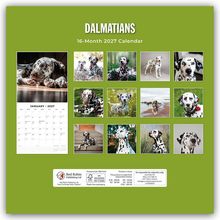 "DALMATIANS", "16-Month 2027 Calendar". Fotos von Dalmatinern in verschiedenen Posen auf grünem Hintergrund.