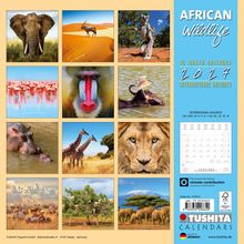 "AFRICAN wildlife", "16 Month Calendar 2024", "INTERNATIONAL HOLIDAYS". Bilder von Tieren und Landschaften Afrikas.