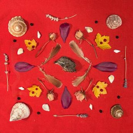 Es sind keine Texte vorhanden. Eine Anordnung von Blumen, Blättern, Federn und Muscheln auf rotem Hintergrund.