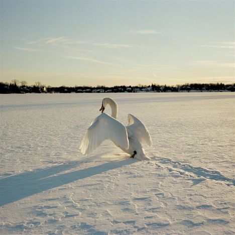 Kein Text vorhanden. Ein Schwan breitet seine Flügel aus und steht auf einer schneebedeckten Fläche, mit Häusern im Hintergrund.