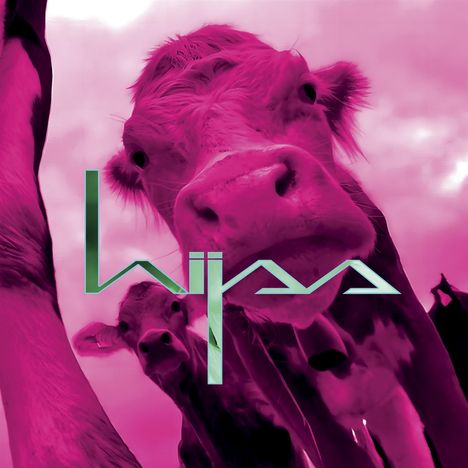 Text "Wija" in türkis. Nahaufnahme von rosa Kühen, die leicht nach oben schauen.