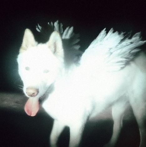 Ein weißer Hund mit großen, gefiederten Flügeln und heraushängender Zunge, beleuchtet in dunkler Umgebung.