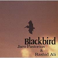 Jaco Pastorius &amp; Rashid Ali: Blackbird, CD