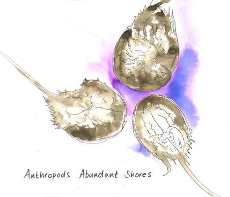 Anthropods: Abundant Shores, CD