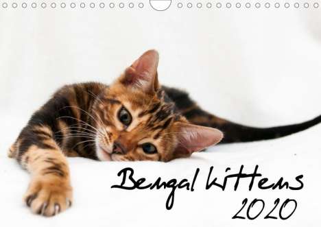 Sylke Enderlein - Bethari Bengals: Enderlein - Bethari Bengals, S: Bengal kittens 2020 (Wall Ca, Kalender