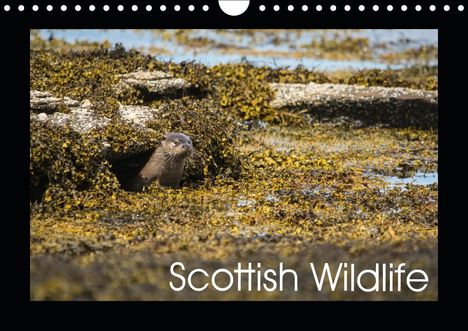 Anthony Robson: Robson, A: Scottish Wildlife (Wall Calendar 2020 DIN A4 Land, Kalender
