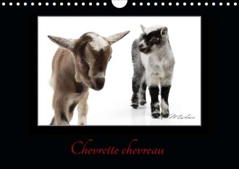 Kathy Mahevo: Mahevo, K: Chevrette chevreau (Calendrier mural 2020 DIN A4, Kalender