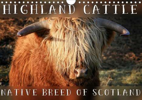 Martina Cross: Cross, M: Highland Cattle - Native Breed of Scotland (Wall C, Kalender