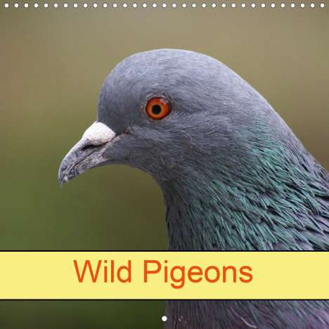 K. A. Kattobello: Kattobello, K: Wild Pigeons (Wall Calendar 2021 300 × 300 mm, Kalender