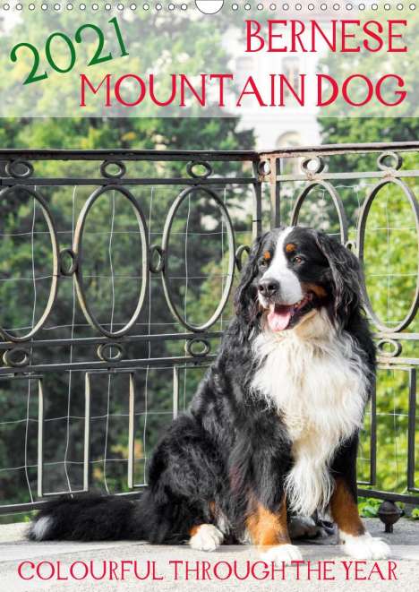 Sonja Brenner: Brenner, S: Bernese Mountain Dog - colourful through the yea, Kalender