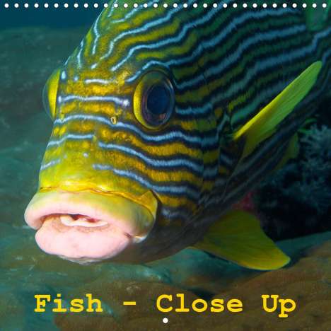 Ute Niemann: Niemann, U: Fish - Close Up (Wall Calendar 2021 300 × 300 mm, Kalender