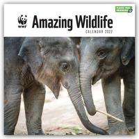 WWF Amazing Wildlife - Faszinierende Tierwelt 2022, Kalender