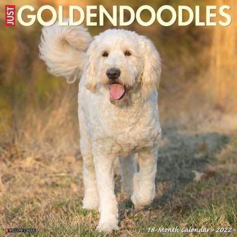 Willow Creek Press: Just Goldendoodles 2022 Wall C, Kalender