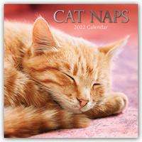 Cat Naps - Träumende Katzen 2022 - 16-Monatskalender, Kalender
