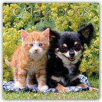 Cats &amp; Dogs - Katzen &amp; Hunde 2022 - 16-Monatskalender, Kalender