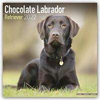 Chocolate Labrador Retrievers - Braune Labradore 2022 - 18-M, Kalender