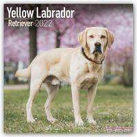 Yellow Labrador Retrievers - Weiße Labradore 2022 - 18-Monat, Kalender