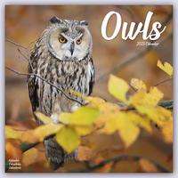 Owls - Eulen 2023 - 16-Monatskalender, Kalender