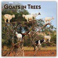 Browntrout: Goats In Trees 2021 Square, Diverse