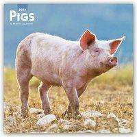 Pigs - Schweine 2021 - 18-Monatskalender, Kalender