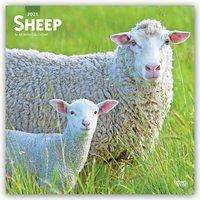 Sheep - Schafe 2021 - 18-Monatskalender, Kalender