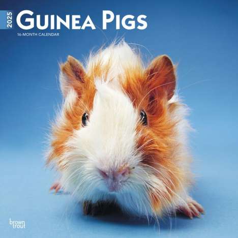 Browntrout: Guinea Pigs 2025 12 X 24 Inch Monthly Square Wall Calendar Plastic-Free, Kalender