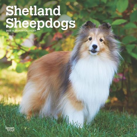 Browntrout: Shetland Sheepdogs 2025 12 X 24 Inch Monthly Square Wall Calendar Plastic-Free, Kalender