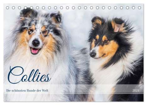 Sigrid Starick: Collies - die schönsten Hunde der Welt (Tischkalender 2024 DIN A5 quer), CALVENDO Monatskalender, Kalender
