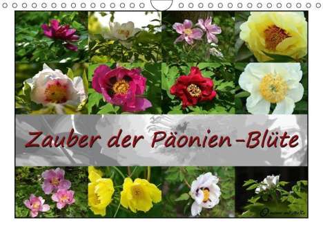 Monika Reiter: Zauber der Päonien-Blüte (Wandkalender 2018 DIN A4 quer), Diverse