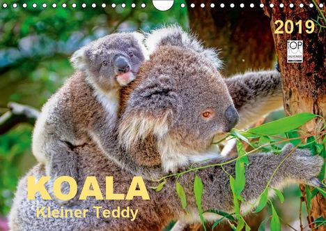 Peter Roder: Koala - kleiner Teddy (Wandkalender 2019 DIN A4 quer), Diverse