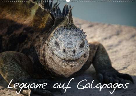 Ralph Binder: Binder, R: Leguane auf Galapagos (Wandkalender 2020 DIN A2 q, Kalender