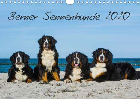 Sigrid Starick: Starick, S: Berner Sennenhund 2020 (Wandkalender 2020 DIN A4, Kalender