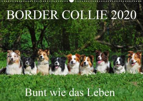 Sigrid Starick: Starick, S: Border Collie 2020 (Wandkalender 2020 DIN A2 que, Kalender