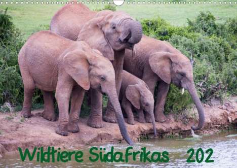 Robert Beringer: Beringer, R: Wildtiere Südafrikas / Geburtstagskalender (Wan, Kalender