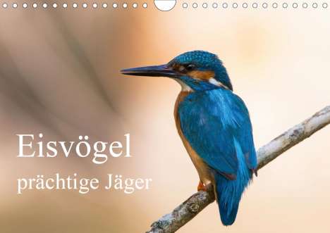 Thomas Alberer: Alberer, T: Eisvögel - prächtige Jäger (Wandkalender 2020 DI, Kalender