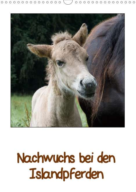 Angelika Beuck: Beuck, A: Nachwuchs bei den Islandpferden (Wandkalender 2020, Kalender