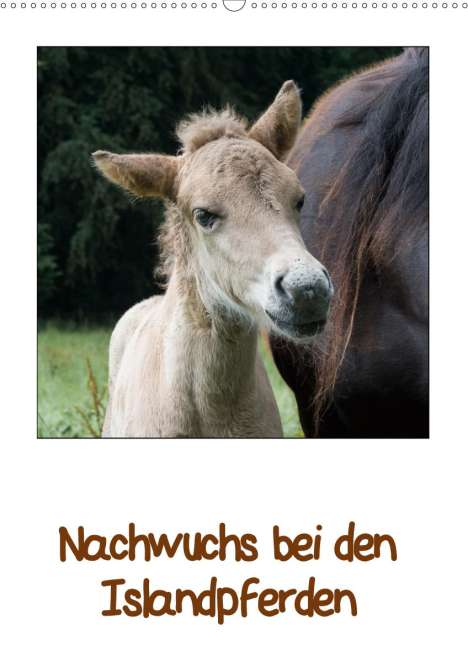Angelika Beuck: Beuck, A: Nachwuchs bei den Islandpferden (Wandkalender 2020, Kalender