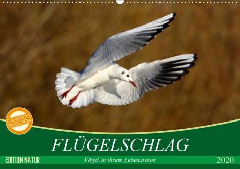 Axel Kottal Claudia Elsner: Kottal Claudia Elsner, A: Flügelschlag - Vögel in ihrem natü, Kalender
