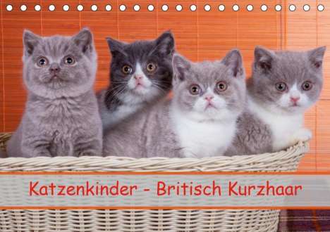 Gabriela Wejat-Zaretzke: Wejat-Zaretzke, G: Katzenkinder Britisch Kurzhaar (Tischkale, Kalender